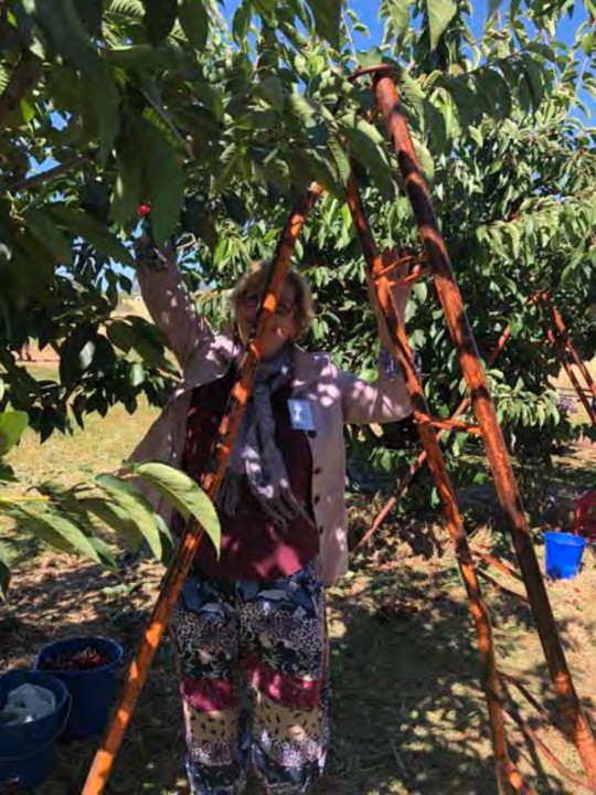 A picture containing tree, outdoor, plant

Description automatically generated